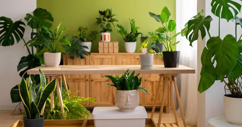 10 Tanaman Aromatik yang Mengharumkan Rumah, Ada Lavender dan Mint